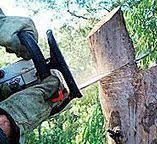 Best Fruit Tree Pruning  in La Plata, NM